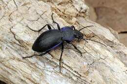 Image of true ground beetle genus