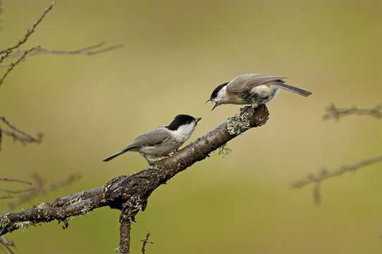 Image of Chickadee