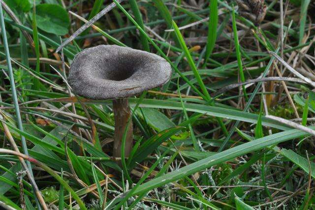 Image of Entoloma undatum (Gillet) M. M. Moser 1978