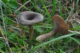 Image of Entoloma undatum (Gillet) M. M. Moser 1978