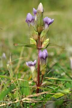 Image de Gentianella campestris subsp. baltica (Murb.) Tutin