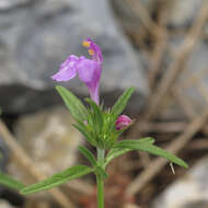 Image of Red hemp-nettle