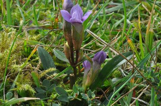 Image of Gentianella campestris subsp. baltica (Murb.) Tutin