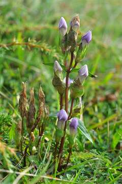 Image of Gentianella campestris subsp. baltica (Murb.) Tutin