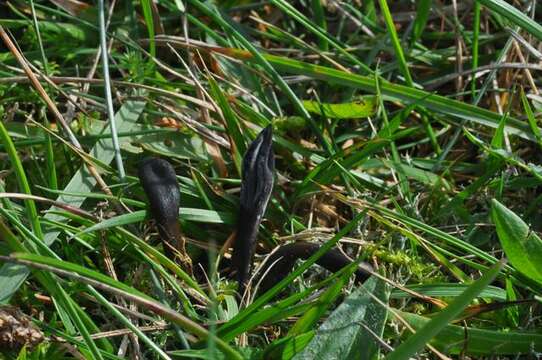 Image de Glutinoglossum