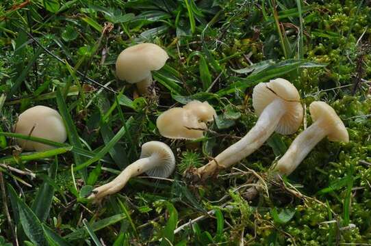 Image of Hygrocybe russocoriacea (Berk. & T. K. Mill.) P. D. Orton & Watling 1969