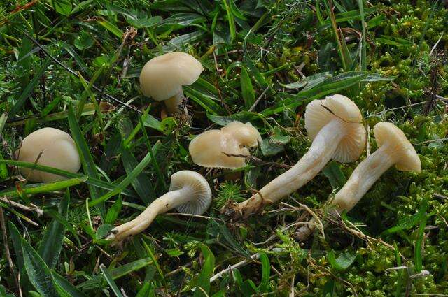 Слика од Hygrocybe russocoriacea (Berk. & T. K. Mill.) P. D. Orton & Watling 1969