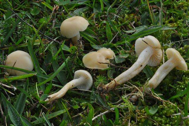 Слика од Hygrocybe russocoriacea (Berk. & T. K. Mill.) P. D. Orton & Watling 1969