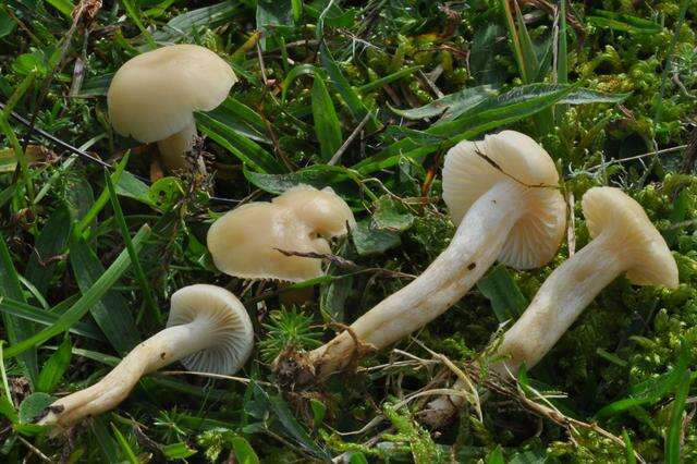 Слика од Hygrocybe russocoriacea (Berk. & T. K. Mill.) P. D. Orton & Watling 1969