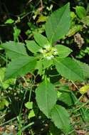 Слика од Euphorbia dentata Michx.