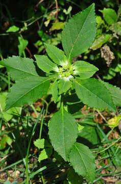 Image of toothed spurge