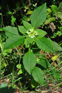 Image of toothed spurge