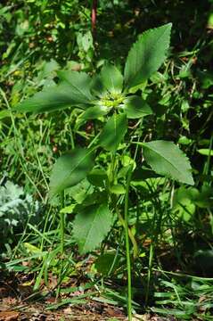 Слика од Euphorbia dentata Michx.