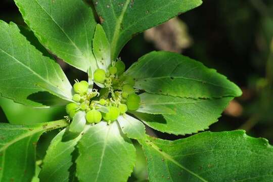 Image of toothed spurge