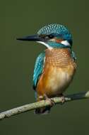 Image of Alcedo Linnaeus 1758