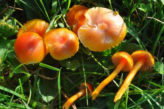 Image of Hygrocybe insipida (J. E. Lange) M. M. Moser 1967