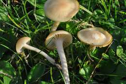 Слика од Hygrocybe russocoriacea (Berk. & T. K. Mill.) P. D. Orton & Watling 1969