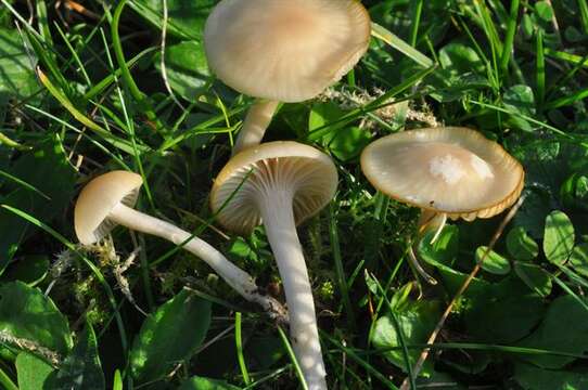 Image of Hygrocybe russocoriacea (Berk. & T. K. Mill.) P. D. Orton & Watling 1969