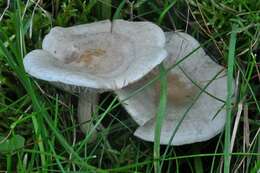 Image of Clitocybe