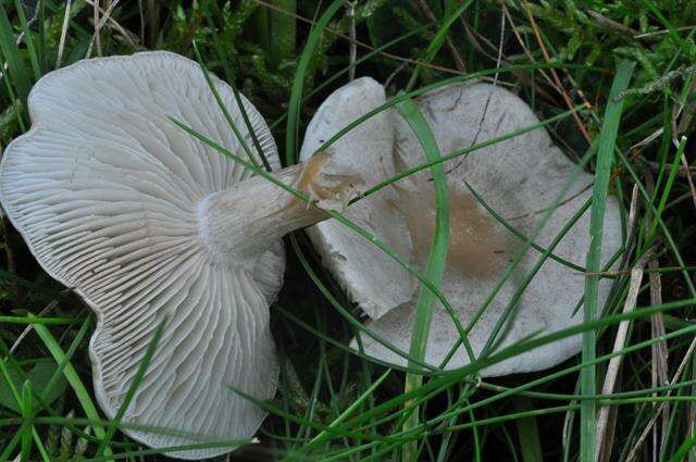 Image of Clitocybe