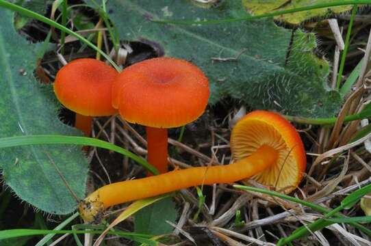 Image of waxcaps (fungi)