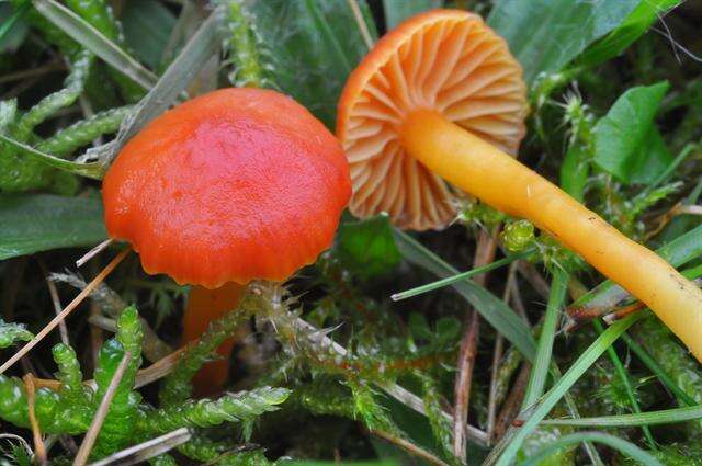 Image of Hygrocybe mucronella (Fr.) P. Karst. 1879