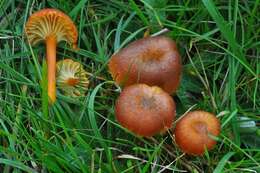 Image of Hygrocybe turunda (Fr.) P. Karst. 1879