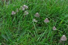 Imagem de Mycena aetites (Fr.) Quél. 1872