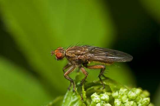 Слика од Scathophagidae