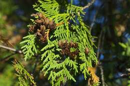 Image of arborvitae