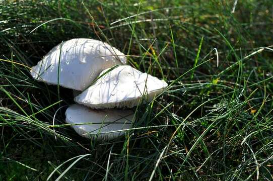 Plancia ëd Leucoagaricus