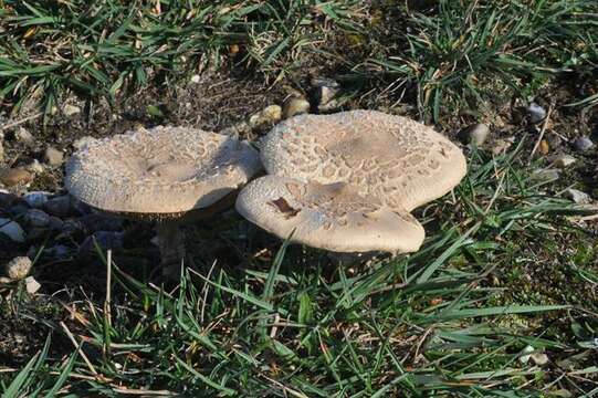 Слика од Macrolepiota