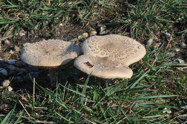 Macrolepiota resmi