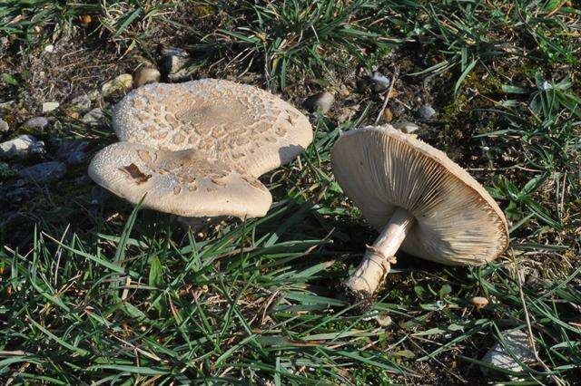 Macrolepiota resmi