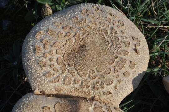 Macrolepiota resmi