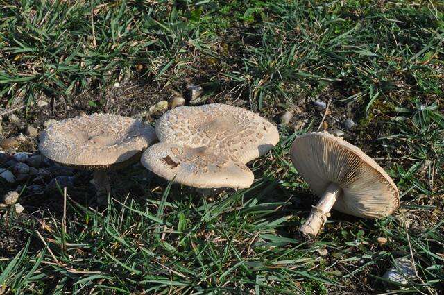 Macrolepiota resmi