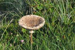 Image of Macrolepiota