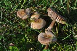 Image of Mycena pura (Pers.) P. Kumm. 1871