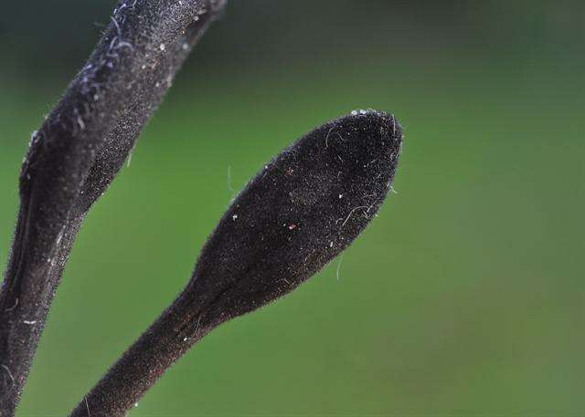 Image of Trichoglossum