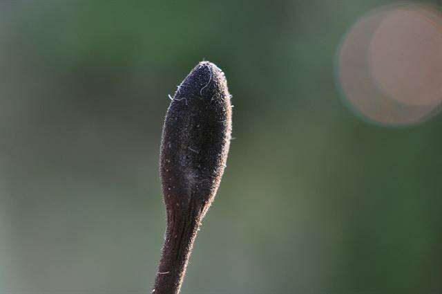 Image de Trichoglossum