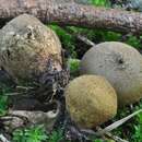 Image of Lycoperdon umbrinum Pers. 1801