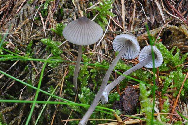 Imagem de Mycena leptocephala (Pers.) Gillet 1876