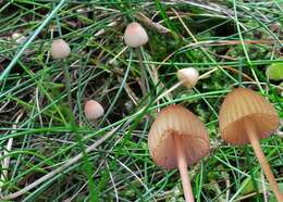 Plancia ëd Mycena sanguinolenta (Alb. & Schwein.) P. Kumm. 1871