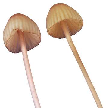 Plancia ëd Mycena sanguinolenta (Alb. & Schwein.) P. Kumm. 1871