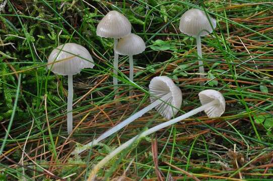 صورة Mycena vulgaris (Pers.) P. Kumm. 1871