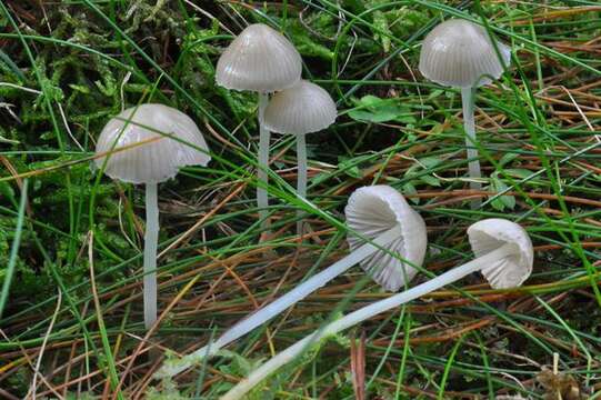 Image of Whitish Bonnet