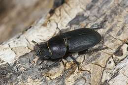 Image of Dorcus