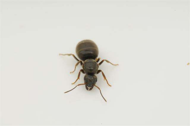 Image de Lasius