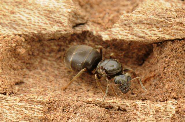 Image de Lasius