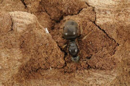 Image de Lasius